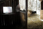 sheepshelter3.jpg