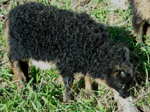 Lambs2011/Cricket.jpg