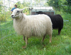 Lambs2011/corinna-cavona.JPG