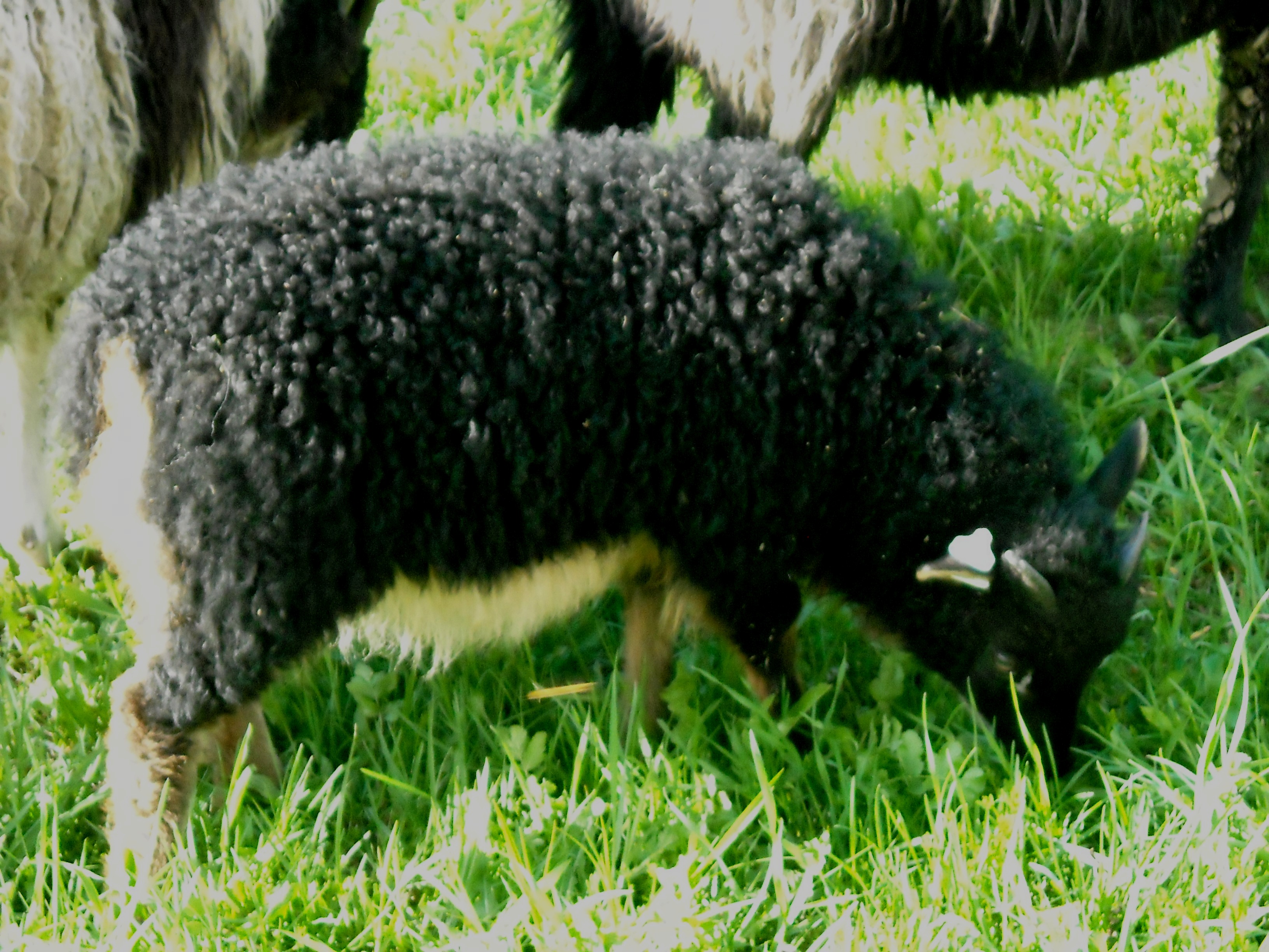 Lambs2011/Codina.jpg