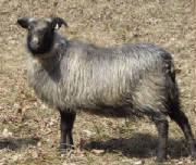 Sheep/Adabody.jpg