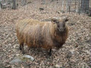 Sheep/Mara2.jpeg