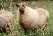 Sheep/Mocha.jpg
