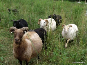 Sheep/Sheep.jpg