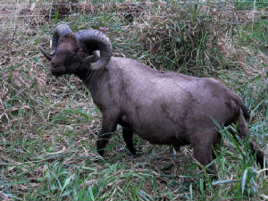 Sheep/Ursusside.JPG