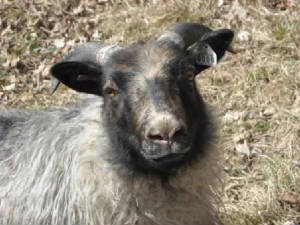 Sheep/ada3.JPG