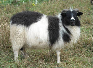 Sheep/beven1.JPG