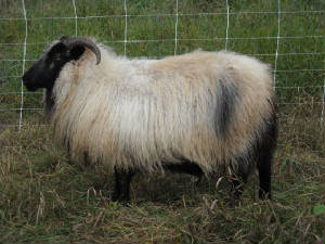 Sheep/bevera1.JPG