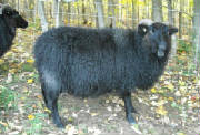 Sheep/blueberry.JPG