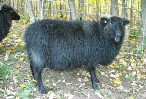Sheep/blueberry.JPG