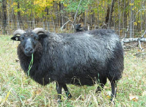 Sheep/brem.JPG