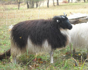 Sheep/chamonix.JPG