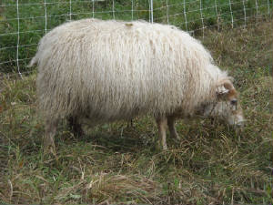 Sheep/chicory.JPG