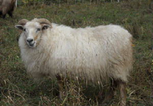 Sheep/cream1.JPG