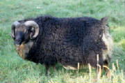 Sheep/ember.JPG