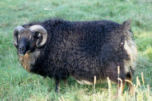 Sheep/ember.JPG