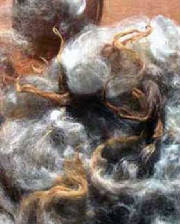 Sheep/fleece.jpg