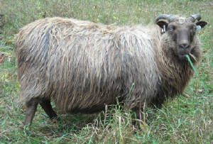 Sheep/mara.JPG