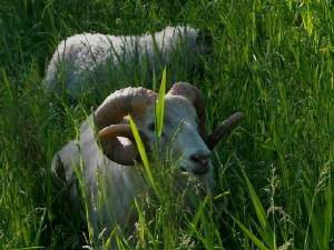 Sheep/orntallgrass.jpg