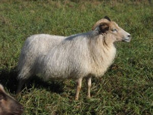 Sheep/polly.jpg