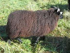Sheep/TEMP_178.jpg
