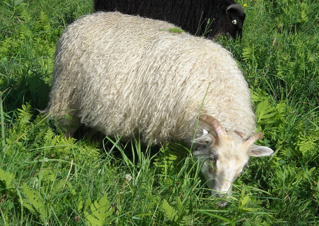 Sheep/cape4mos.JPG