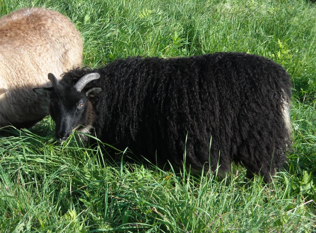Sheep/cressa4mos.JPG