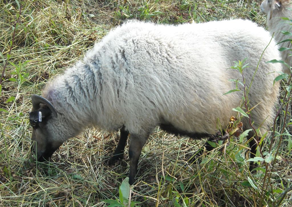 Sheep/maple.JPG