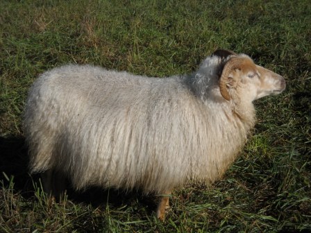 Sheep/pearl.jpg