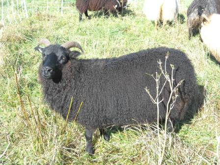 Sheep/poppy.jpg