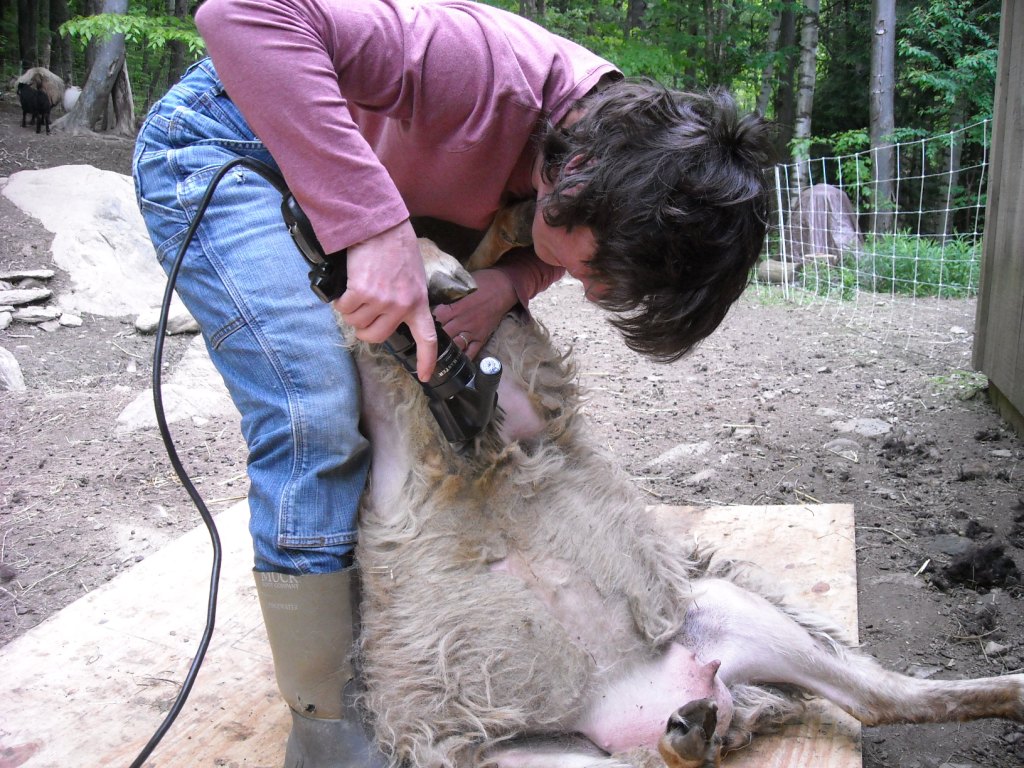 shearing.jpg